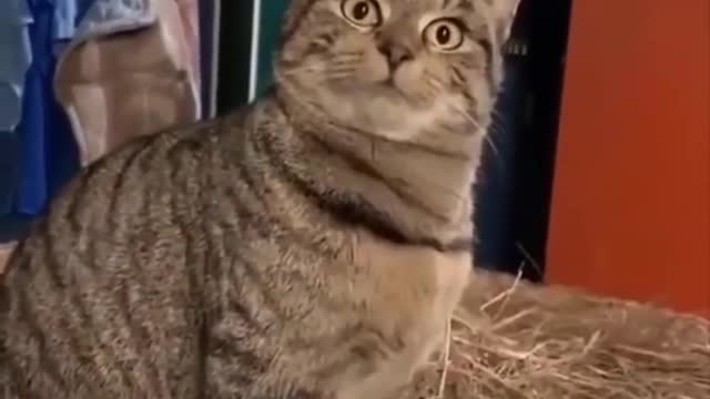 Funniest cat videos #84 - HILARIOUS!