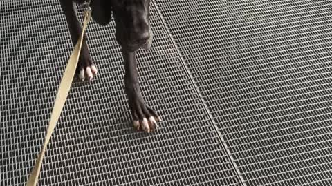 Great Dane Scared of Height