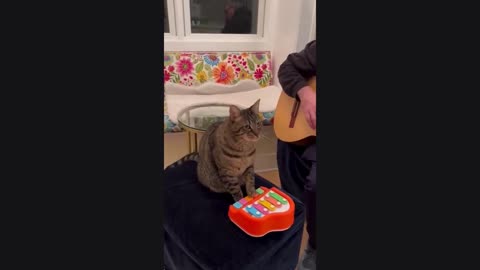 Funny video cat 🐱