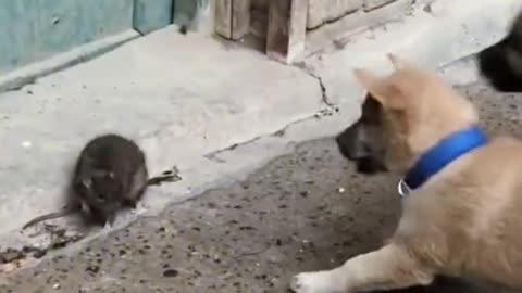 Dog and mouse fight