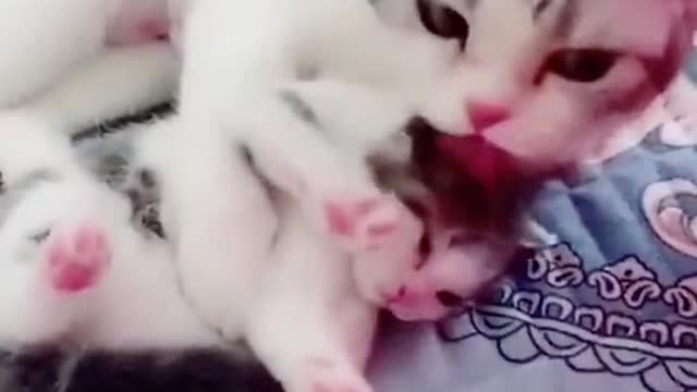 Best Funny Animal Videos 2022 😂 - Funniest Cats Videos 😻