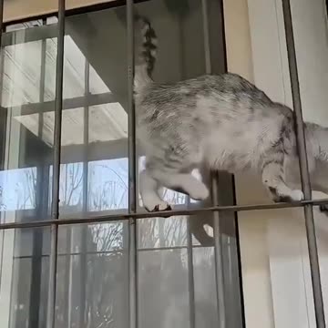 We got a at showing Amazing Magic