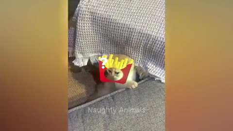 Cat family part of story