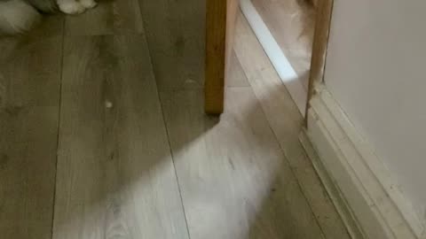 Persian Cat Sisters Elsa & Daisy Fighting