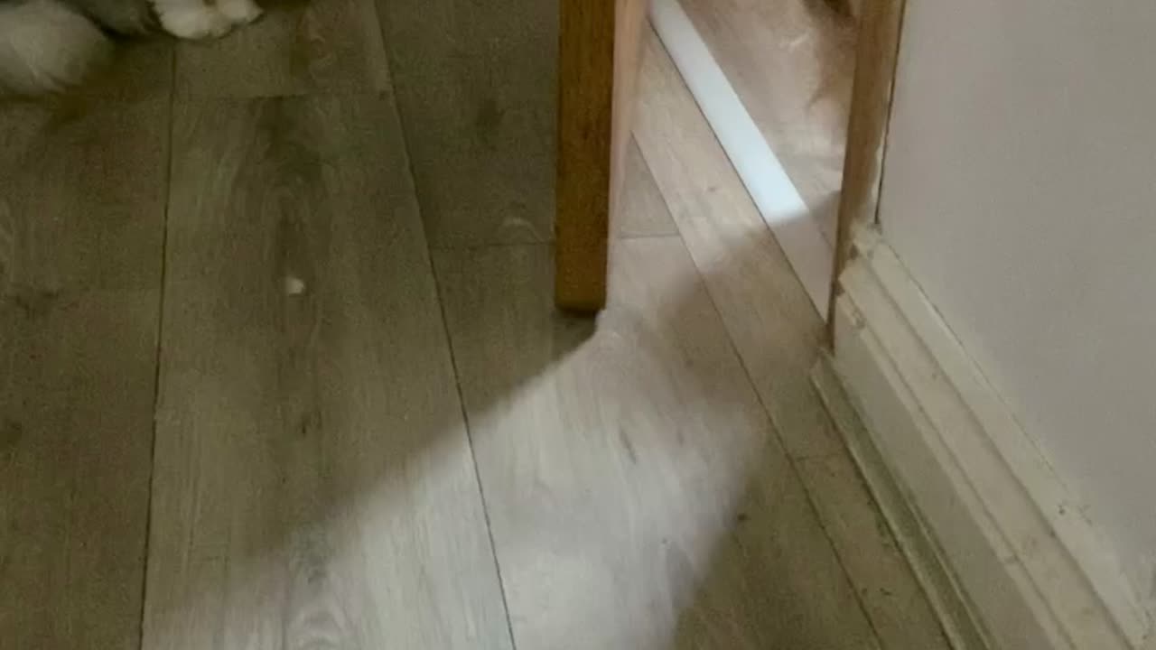 Persian Cat Sisters Elsa & Daisy Fighting