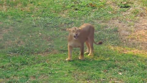 Lion laughter is contagious