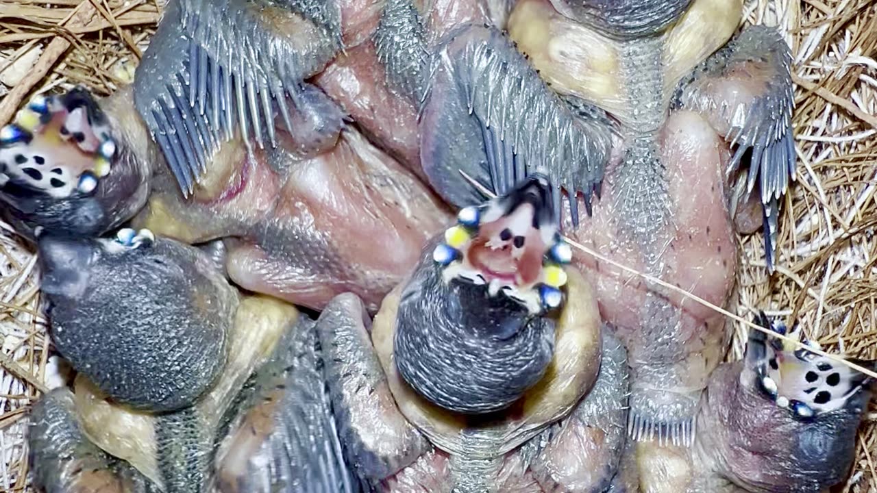 😱Breathtaking look of baby gouldian finch chicks