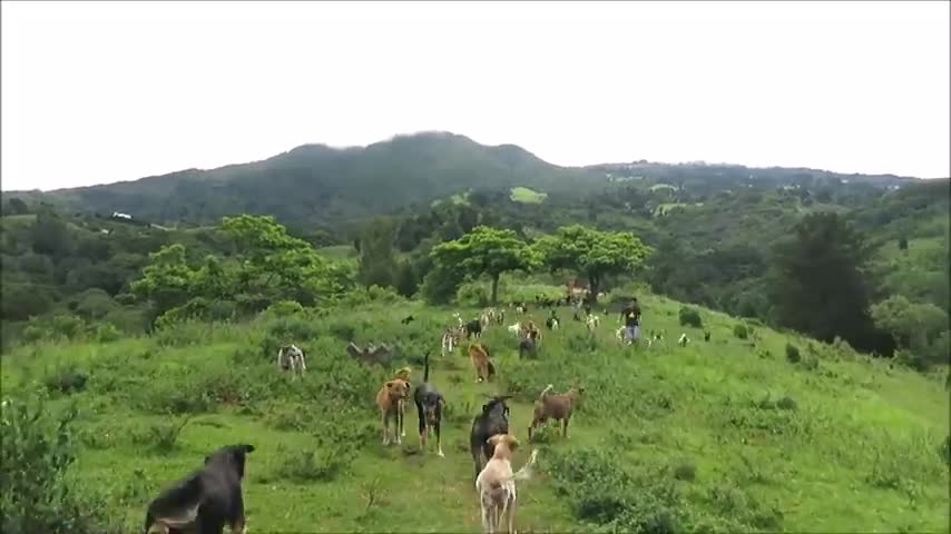 Territorio de Zaguates "Land of The Strays" Dog Rescue Ranch Sanctuary in Costa Rica