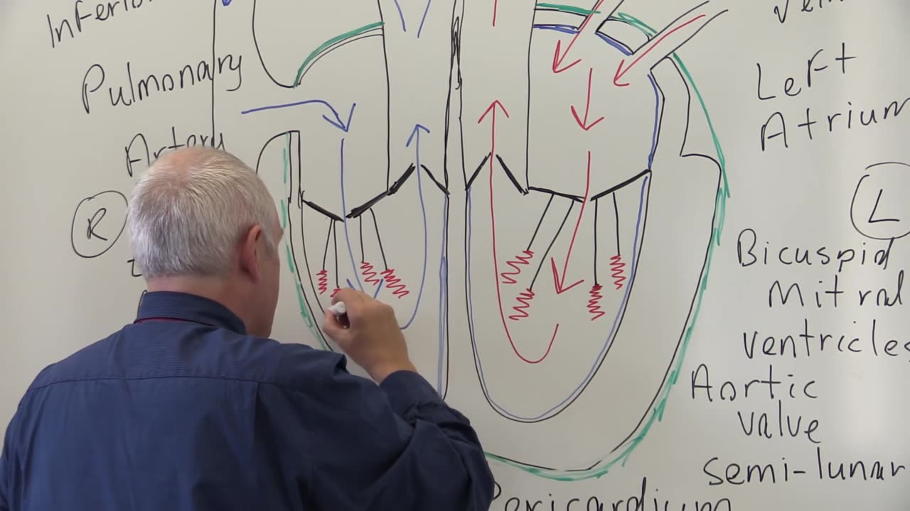 Cardiovascular System 1, Heart, Structure and Function