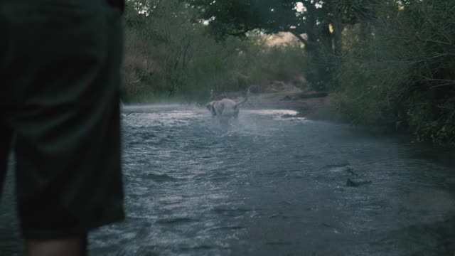 Dog catches a ball