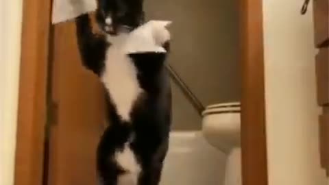 Cute cat funny video