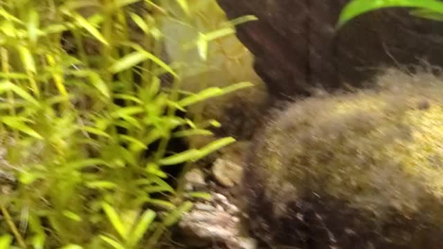 Shrimp get to work