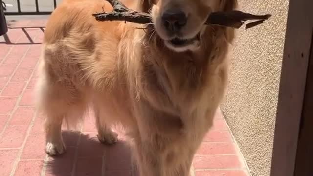 Dog Refuses to Let Go of Stick Before Entering House