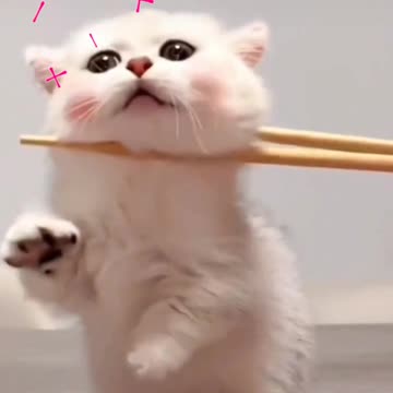 Fanny cat videos | kitty cat video | Cute cat videos | Pet Animal video | Kittycat |