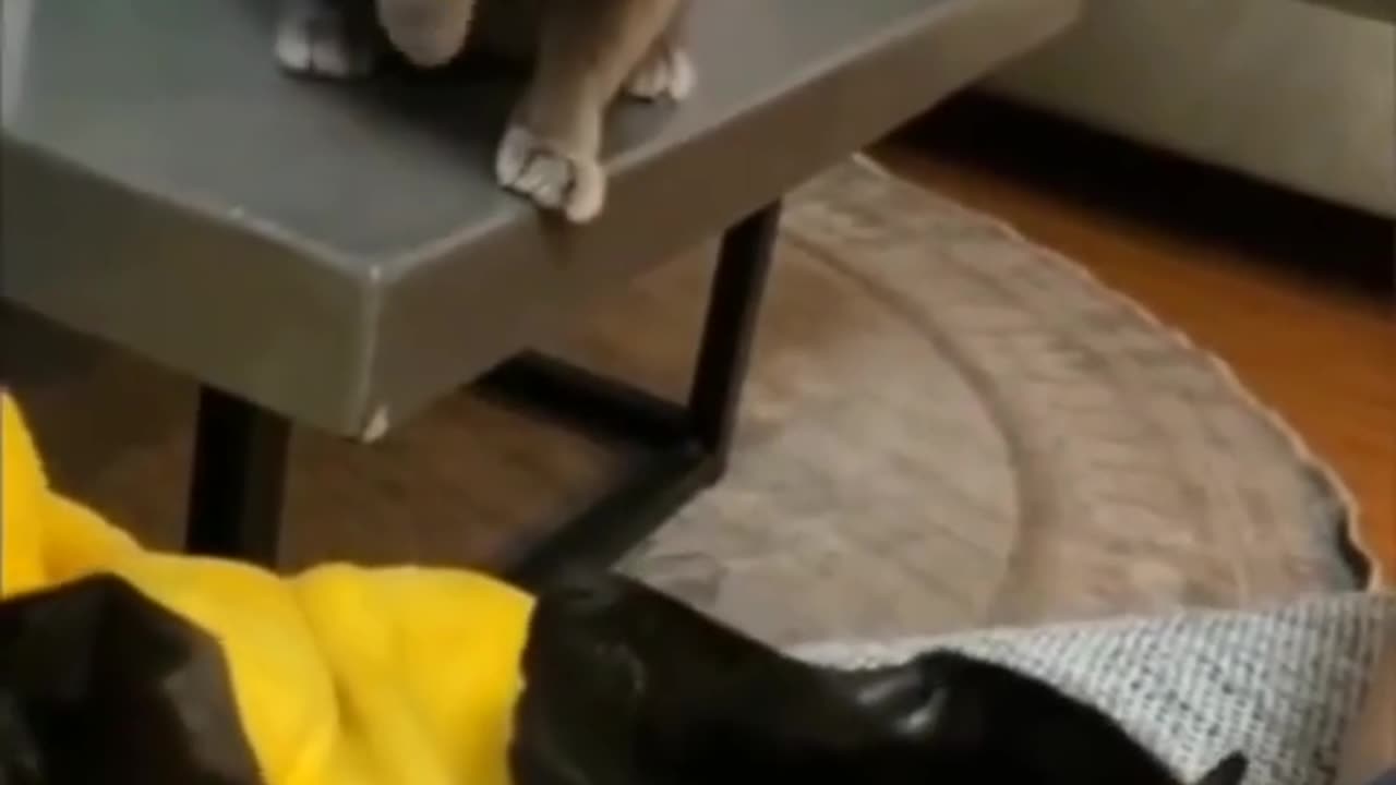 Funny cat's