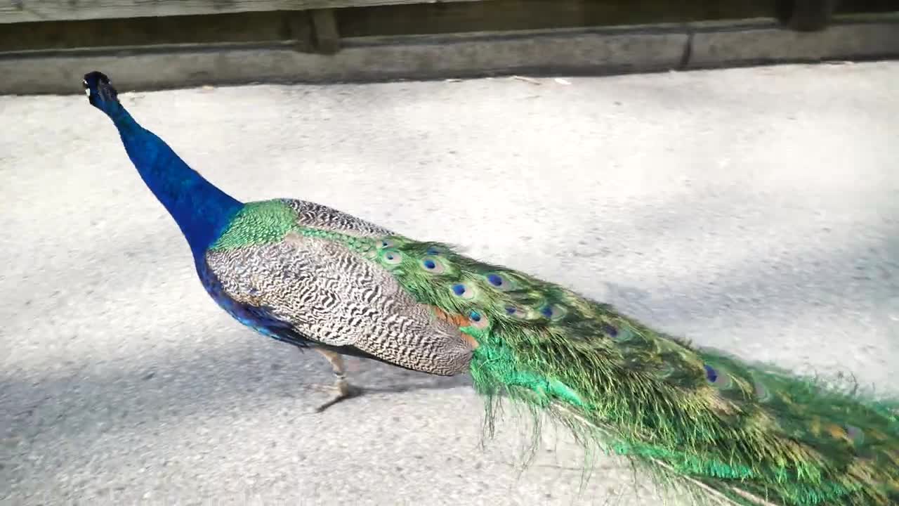 Walking peacock color! which is really beautiful