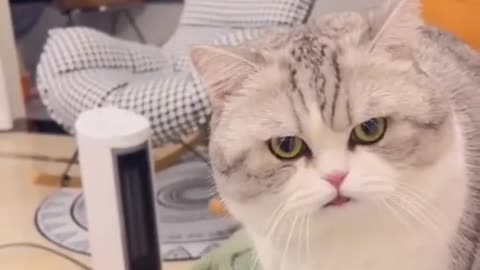most beautiful cute cat attitude