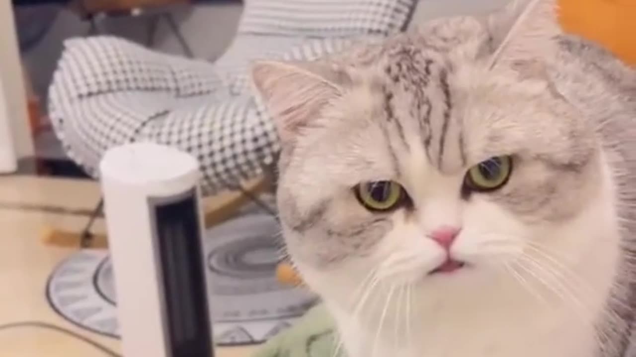 most beautiful cute cat attitude