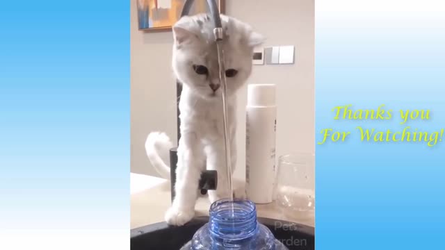 Cute cat - very funny video