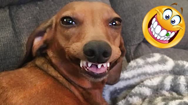 Wanna LAUGH?? Watch the BEST FUNNY DOG Videos of the YEAR