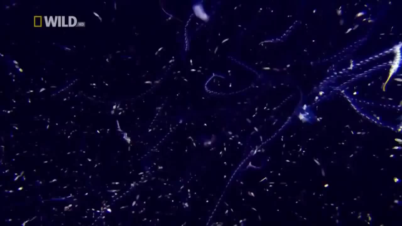 Creatures Of The Deep Ocean - documentary