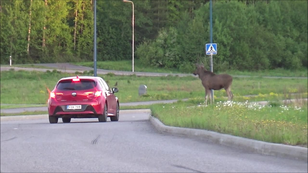Hirvi tuli Pajuniittyyn