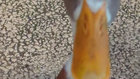 Duck egg, oooo... No......