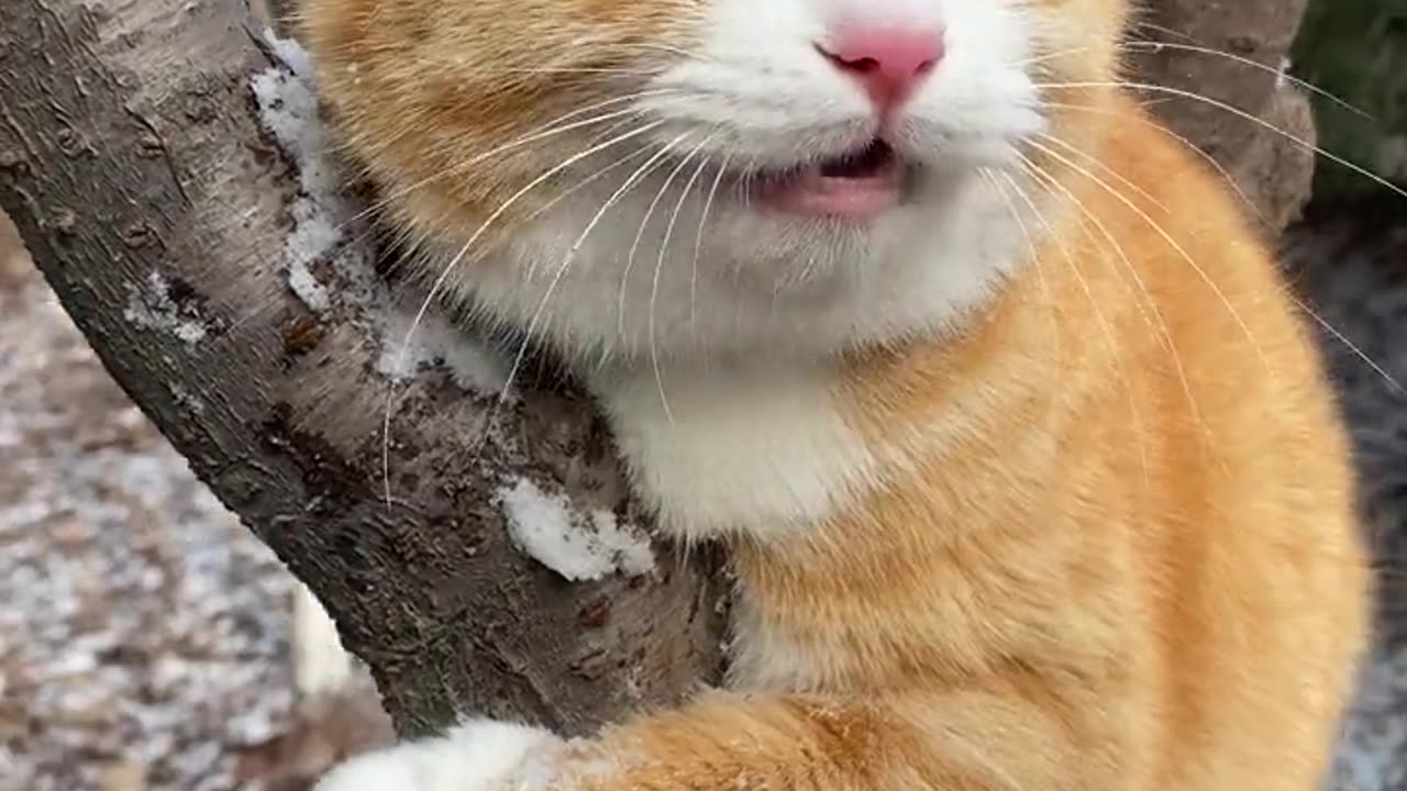 Whiskers in the Treetops: A Cat's Purr-spective on Tree Adventures! 🌳😺