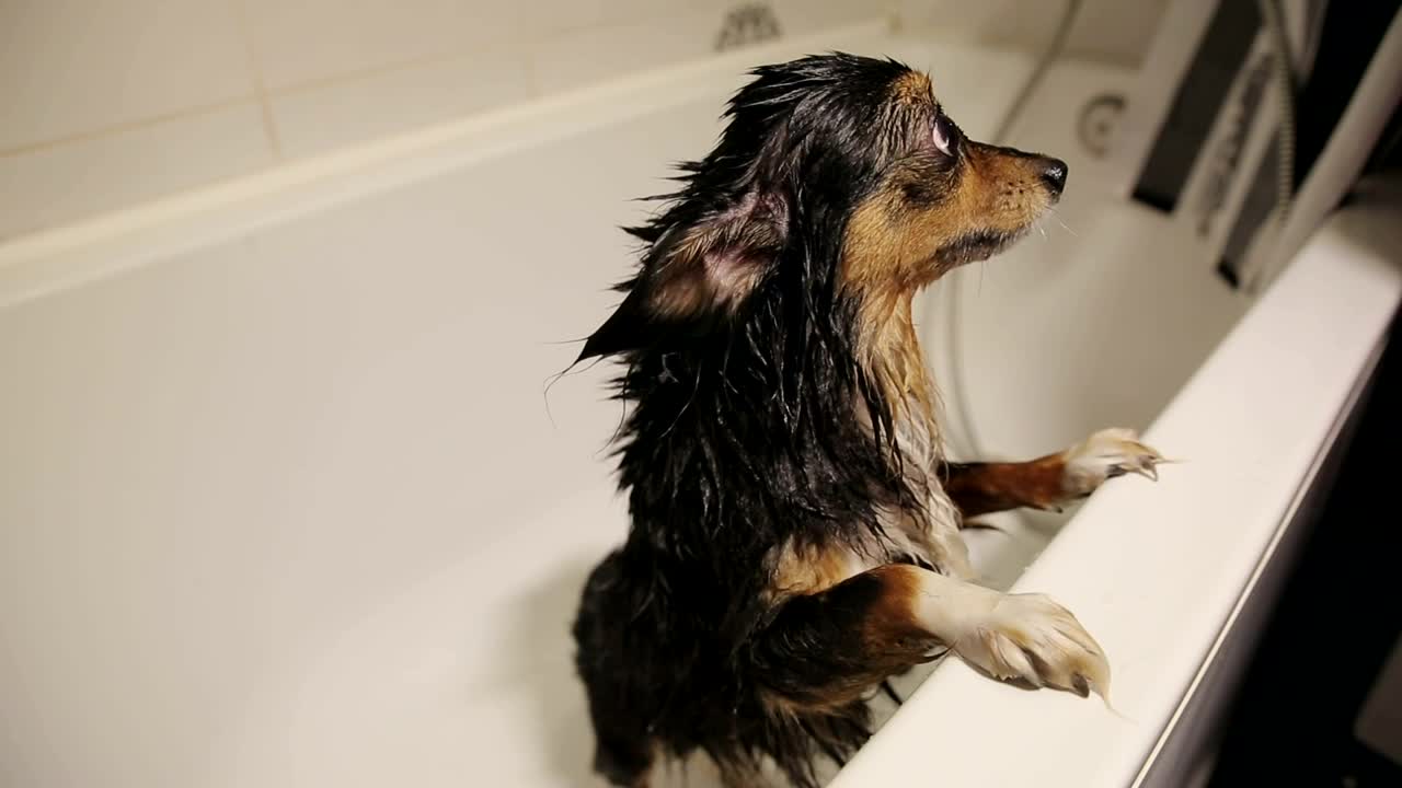 cute wet dog in the bathtub after a bath