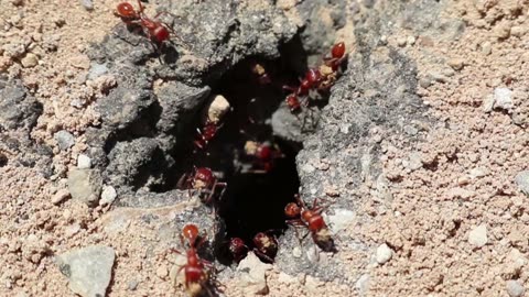 Ants making a hole.