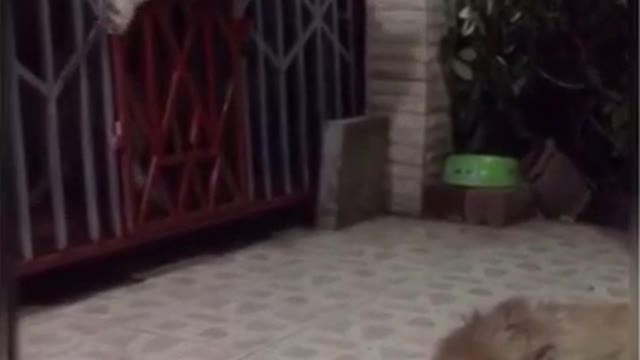 Операция Х от Хаски