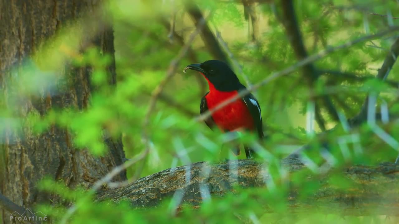 Amazing Wildlife of Botswana - 8K Nature Documentary