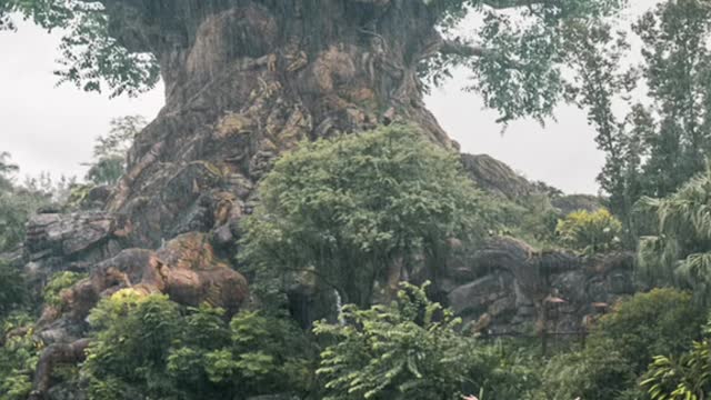 My absolute favorite photos that l've taken at Walt Disney World
