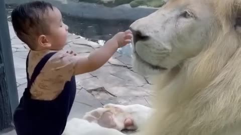 how much love is there between a child and a lion