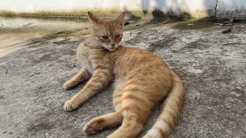 Funny cat 2023
