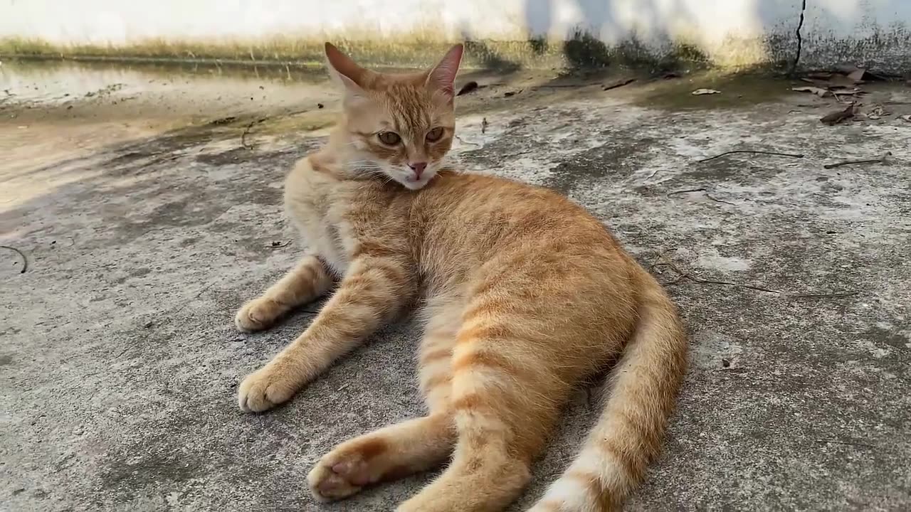 Funny cat 2023
