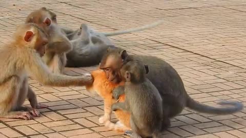 Monkey vs dog fight