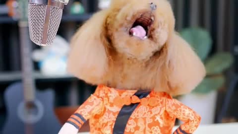 Adorable pet girl #dog#🌹