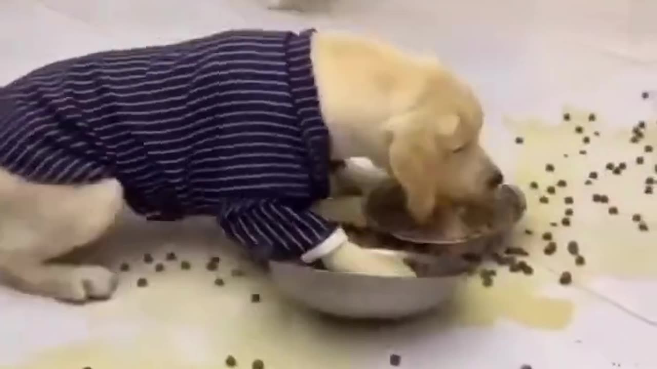 Funny Animal Videos 2023 | Funniest Cats And Dogs Video #shorts