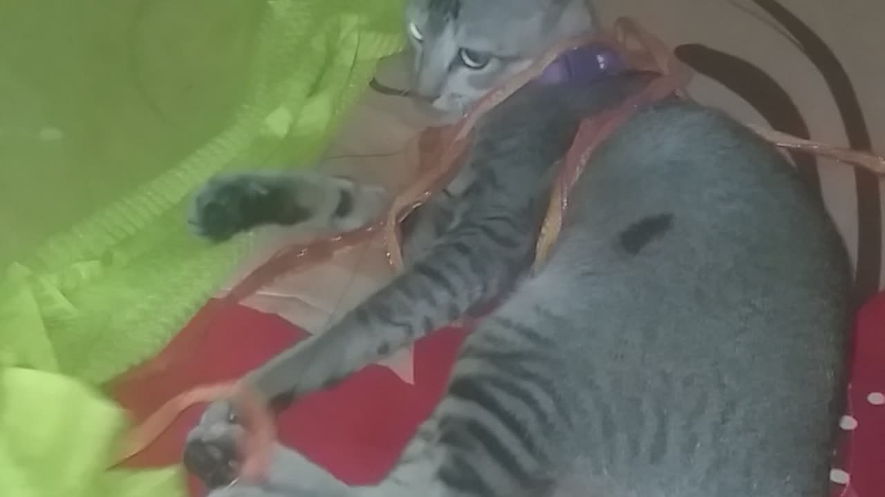 Funny kitty videos 😂😂😂