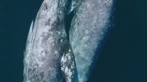 Two Gray Whales share a hug.