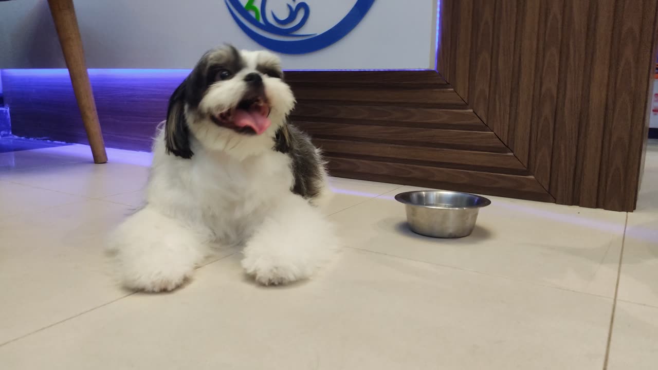 Adorable Shih Tzu 🐾 | Spa Day #viral #shihtzu #youtubeshorts #rumbleshorts