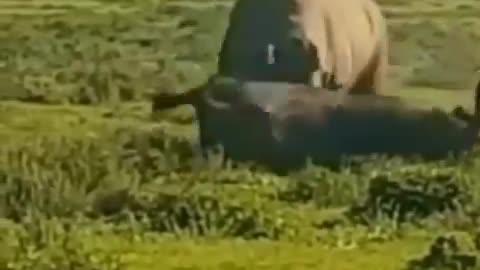 Bison Vs Rhino