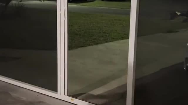 Gypsy the Dog Runs into Garage Screen Instead of Open Door