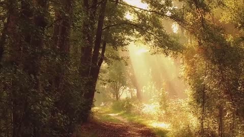 MUSIX RELAX - woods of nature relaxing sounds video to help people relax & sleep