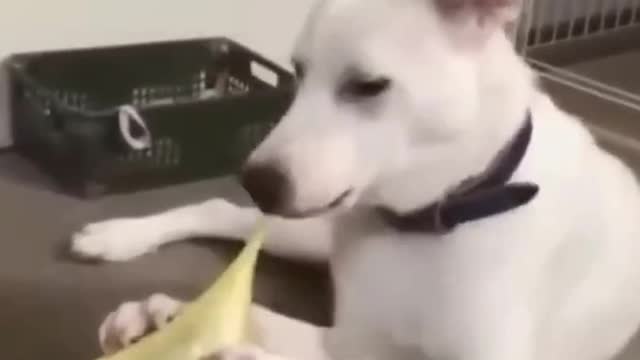 Funny Cats and Dog Compilation (Most Popular) Part 5