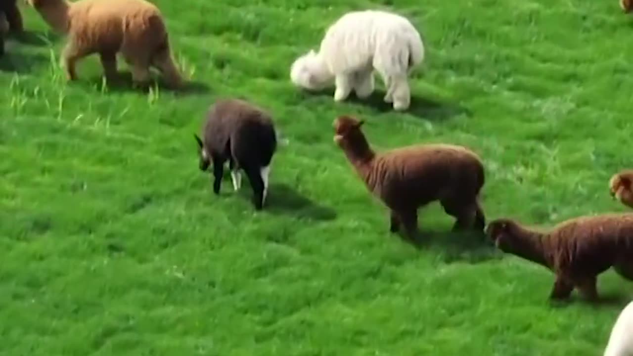 Alpacas in Shanghai are getting ready for summer as shearers remove their winter