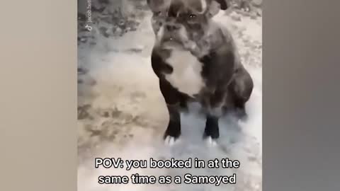 OMG So Cute _ Funniest Cats And Dogs Video 2022 🐱🐶