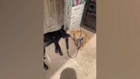 Best cart's and dogs