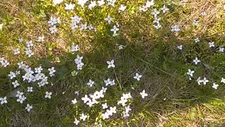 Mayflowers